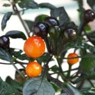 Costa Rica Orange – Image 2