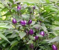 Purple Delight – Image 2