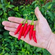 Aji Ethiopian Fire