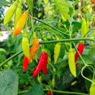 Aji Ethiopian Fire – Image 2