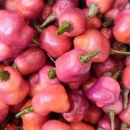 Fidalgo Roxa – Image 3