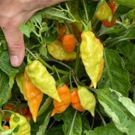 Habanada – Image 3