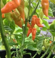 Habanada – Image 2