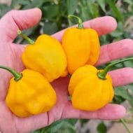 Habanero Jaune