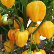 Habanero Jaune – Image 3