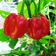 Habanero Red Savina – Image 2