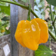 Habanero Jaune – Image 2