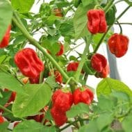 Habanero Red Savina – Image 3