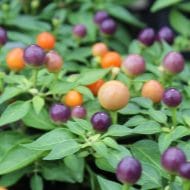 Hot Pops Purple – Image 2