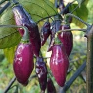 Pimenta da Neyde – Image 2