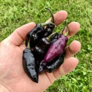 Pimenta da Neyde