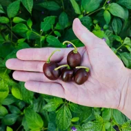 Rocoto Mini Brown