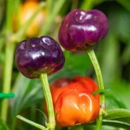 Purple Pumpkin – Image 2