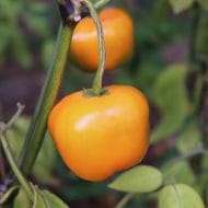 Rocoto Marlene – Image 2