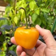Rocoto Marlene