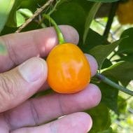 Rocoto Mini Jaune