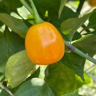 Rocoto Mini Jaune – Image 2