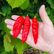 Bhut Jolokia