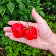 Habanero Red Savina