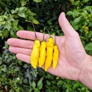Aji Pineapple