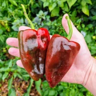 Poblano
