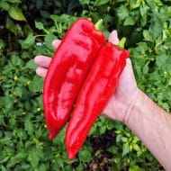 Corno di Toro Rouge