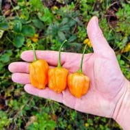Aji Mango Stumpy
