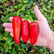 Jalapeno