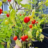 Inca Berry – Image 2