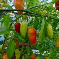 Inca Berry XL – Image 2