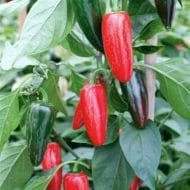 Jalapeno – Image 2