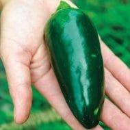 Jalapeno Jumbo