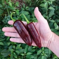 Jalapeno Chocolat