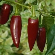 Jalapeno Chocolat – Image 2