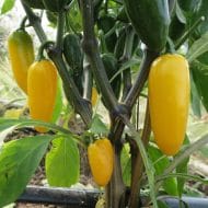 Jalapeno Lemon Spice – Image 2