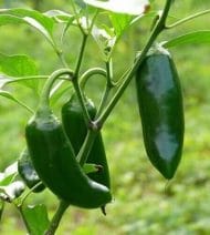Jalapeno Jumbo – Image 2
