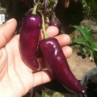 Jalapeno Purple