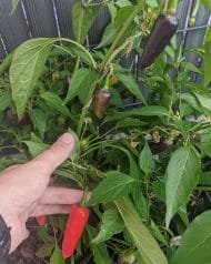 Jalapeno Purple – Image 2