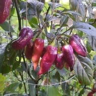 Jes's Moranga Purple Peach – Image 2