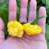 KS Lemon Starrburst
