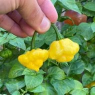 KS Lemon Starrburst – Image 3
