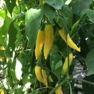 Lemon Drop – Image 4