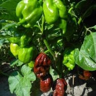 Trinidad Scorpion Chocolat – Image 3