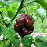 Trinidad Scorpion Chocolat – Image 2