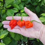 Trinidad Scorpion Moruga