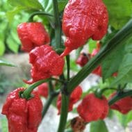 Carolina Reaper Rouge – Image 2