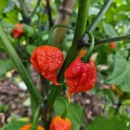 Trinidad Scorpion Moruga – Image 2