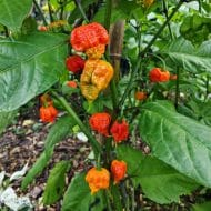 Trinidad Scorpion Moruga – Image 3