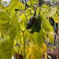 Peter Pepper – Image 3