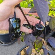 Poblano Black – Image 2